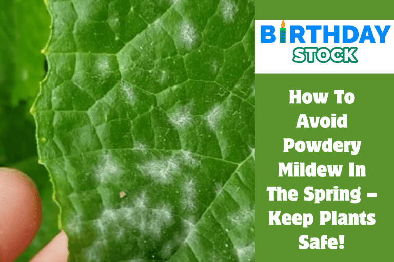 How To Avoid Powdery Mildew In The Spring – Keep Plants Safe!