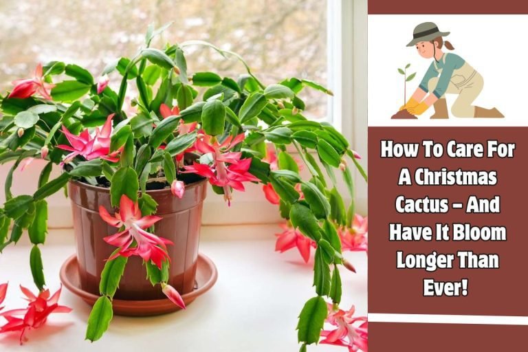 How To Care For A Christmas Cactus – And Have It Bloom Longer Than Ever!