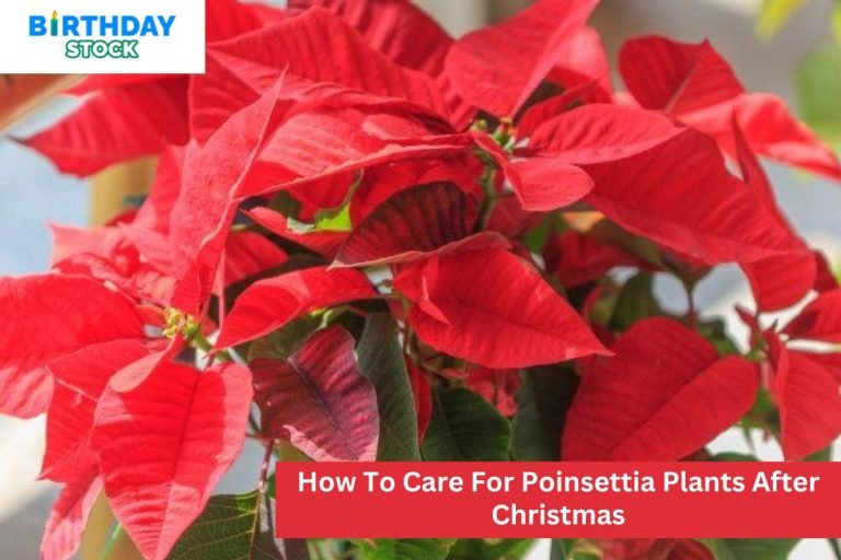 How To Care For Poinsettia Plants After Christmas