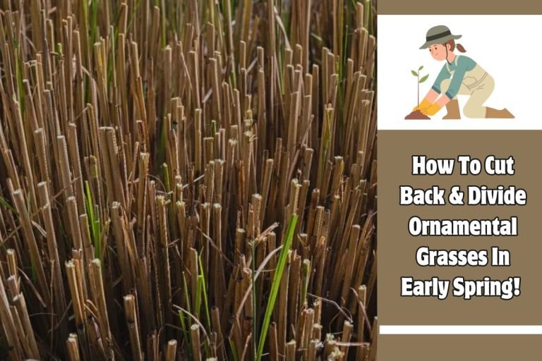 How To Cut Back & Divide Ornamental Grasses In Early Spring!