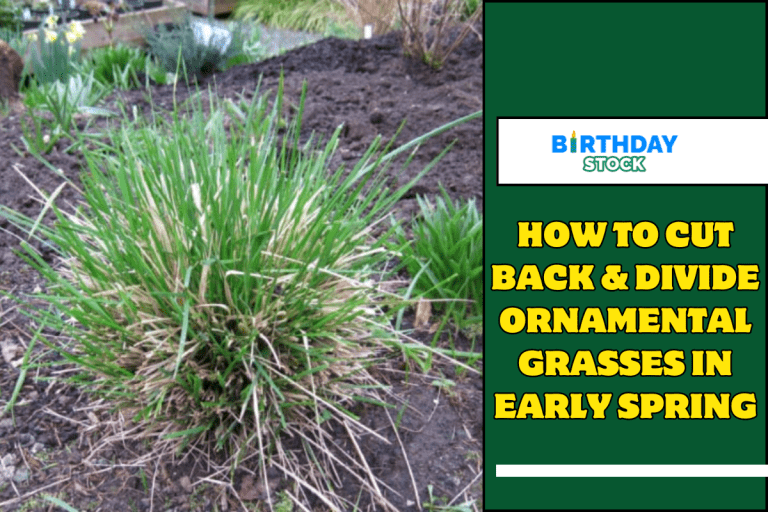 How To Cut Back & Divide Ornamental Grasses In Early Spring