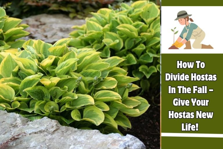How To Divide Hostas In The Fall – Give Your Hostas New Life!