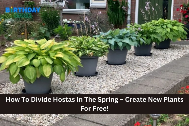 How To Divide Hostas In The Spring – Create New Plants For Free!
