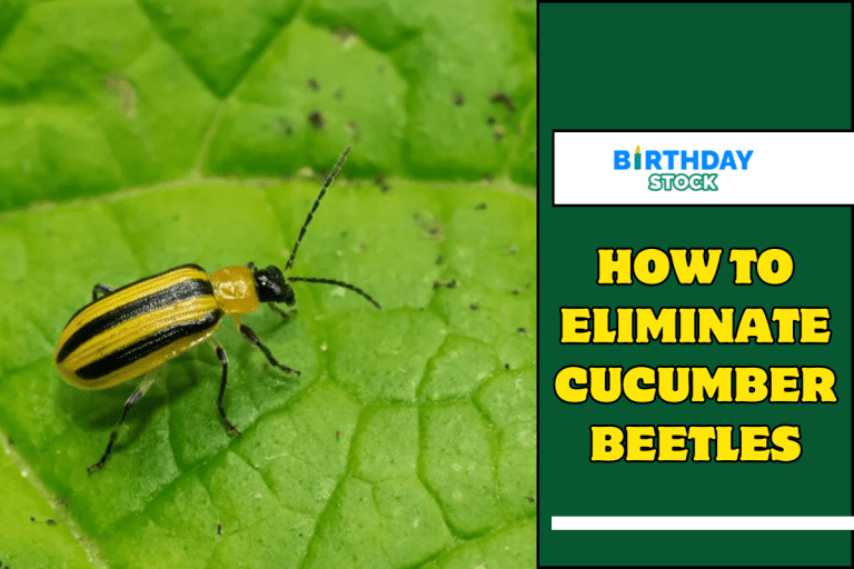 How To Eliminate Cucumber Beetles