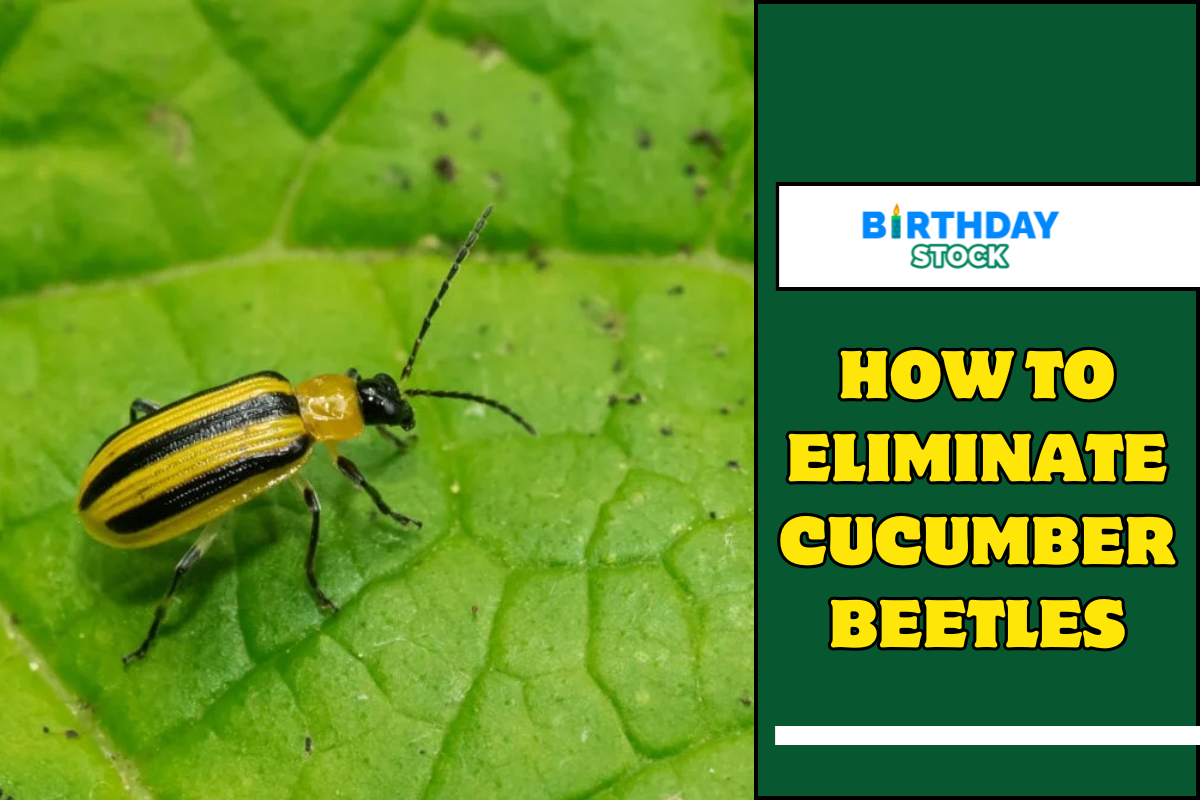 How To Eliminate Cucumber Beetles