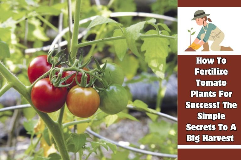 How To Fertilize Tomato Plants For Success! The Simple Secrets To A Big Harvest