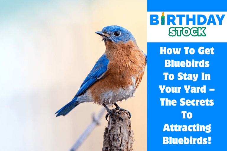 How To Get Bluebirds To Stay In Your Yard – The Secrets To Attracting Bluebirds!