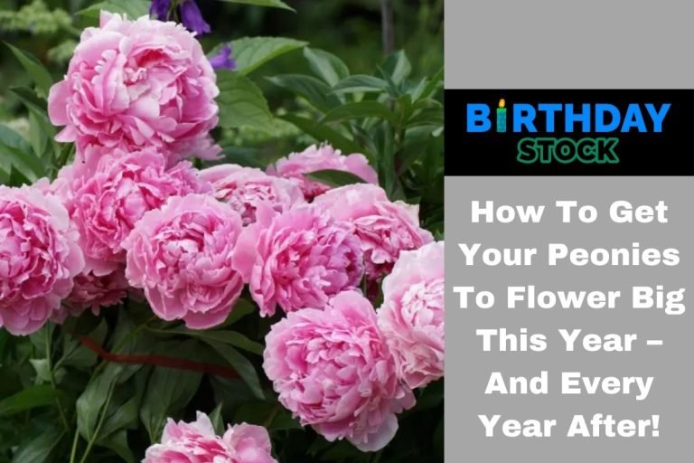 How To Get Your Peonies To Flower Big This Year – And Every Year After!
