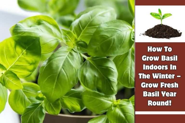 How To Grow Basil Indoors In The Winter – Grow Fresh Basil Year Round!
