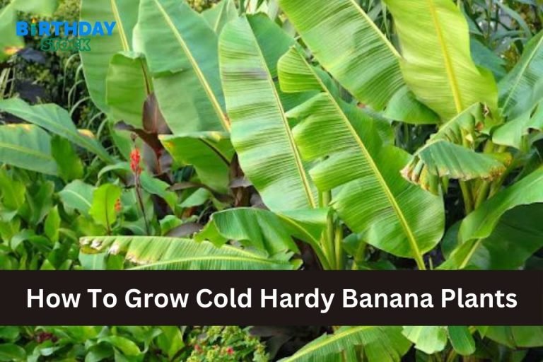 How To Grow Cold Hardy Banana Plants