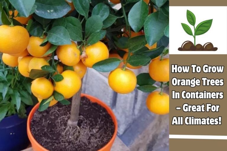 How To Grow Orange Trees In Containers – Great For All Climates!