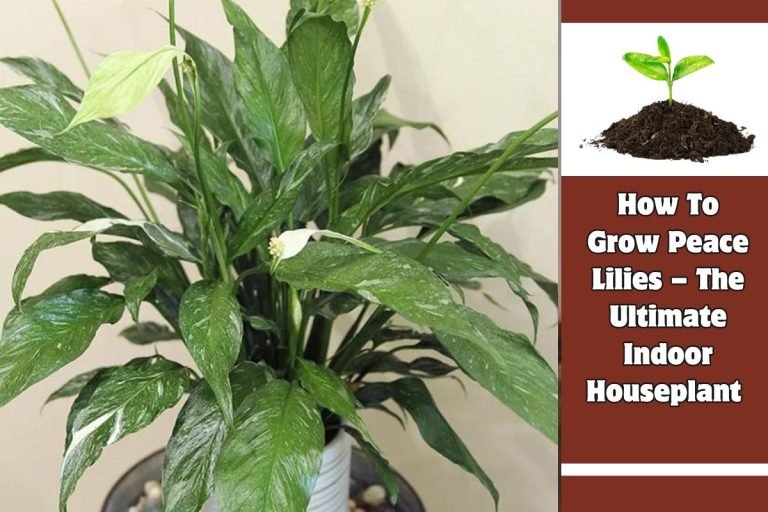 How To Grow Peace Lilies – The Ultimate Indoor Houseplant