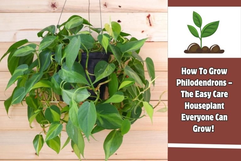 How To Grow Philodendrons – The Easy Care Houseplant Everyone Can Grow!
