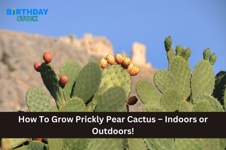 How To Grow Prickly Pear Cactus – Indoors or Outdoors!