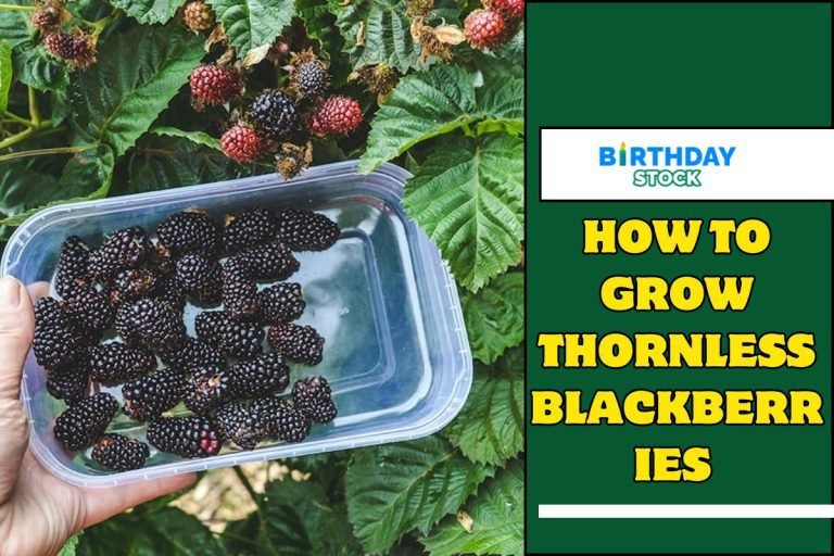 How To Grow Thornless Blackberries