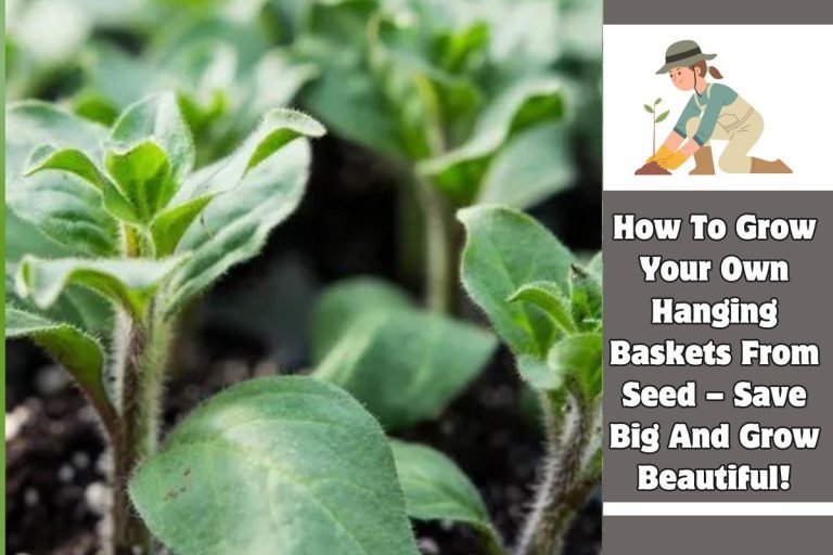 How To Grow Your Own Hanging Baskets From Seed – Save Big And Grow Beautiful!