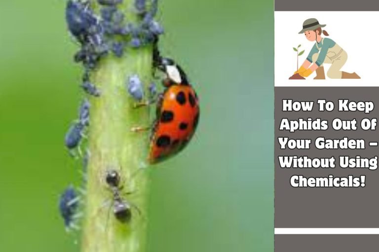 How To Keep Aphids Out Of Your Garden – Without Using Chemicals!