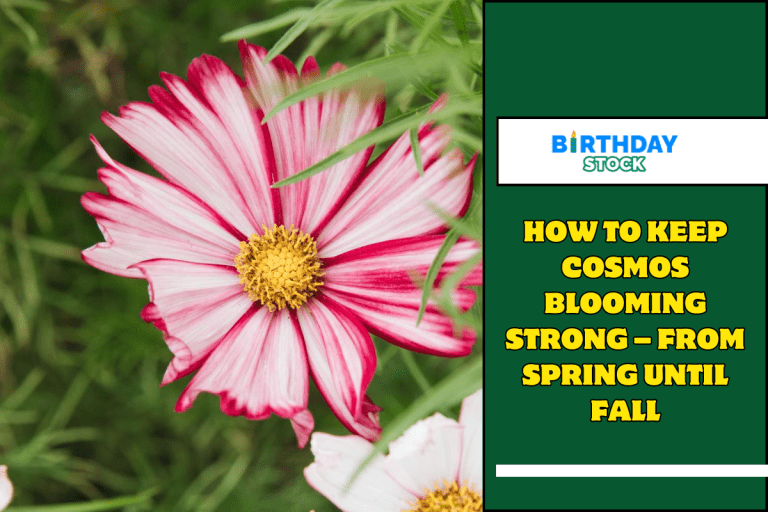 How To Keep Cosmos Blooming Strong – From Spring Until Fall