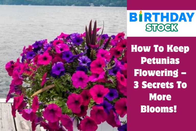 How To Keep Petunias Flowering – 3 Secrets To More Blooms! 