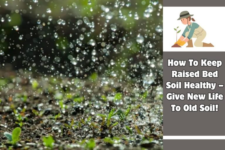 How To Keep Raised Bed Soil Healthy – Give New Life To Old Soil!
