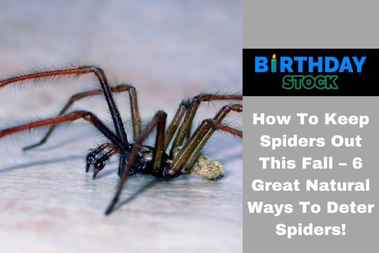 How To Keep Spiders Out This Fall – 6 Great Natural Ways To Deter Spiders!