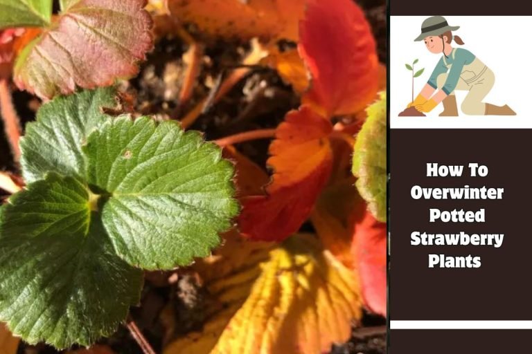 How To Overwinter Potted Strawberry Plants
