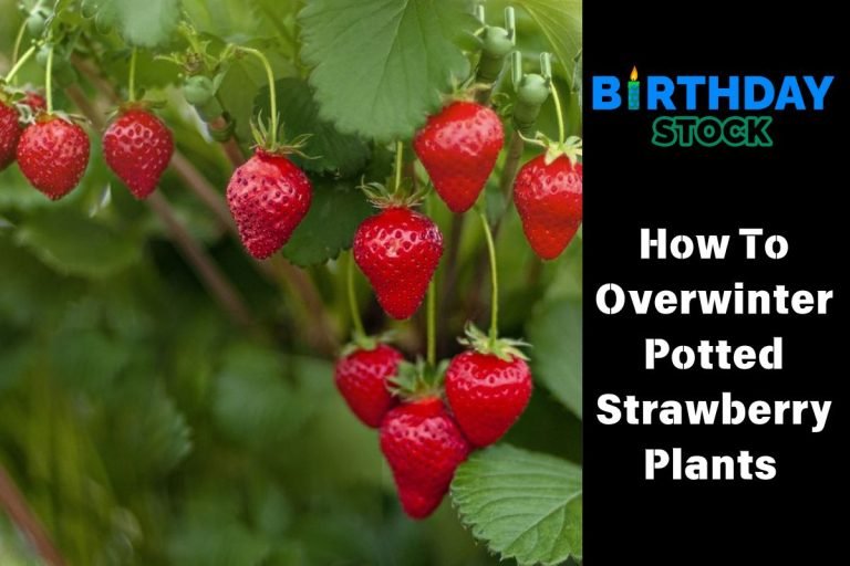 How To Overwinter Potted Strawberry Plants