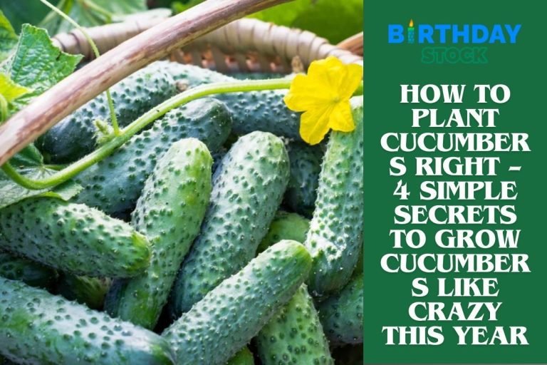 How To Plant Cucumbers Right – 4 Simple Secrets To Grow Cucumbers Like Crazy This Year
