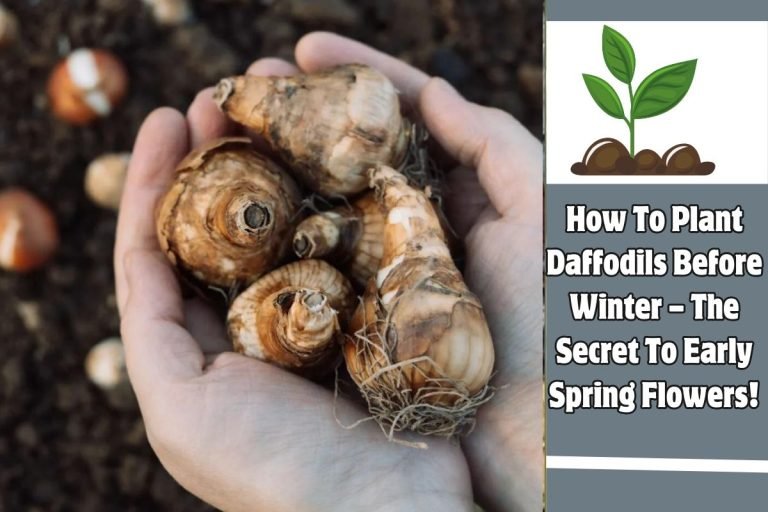 How To Plant Daffodils Before Winter – The Secret To Early Spring Flowers!