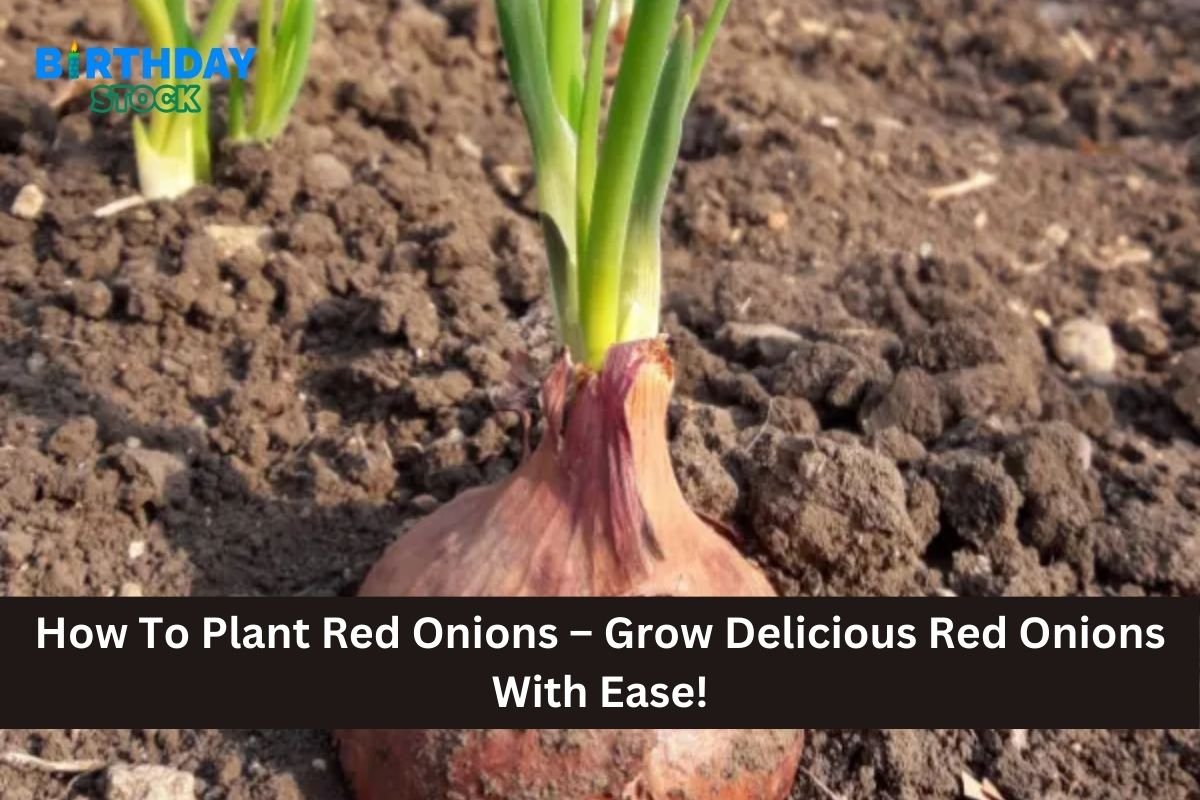 How To Plant Red Onions – Grow Delicious Red Onions With Ease!