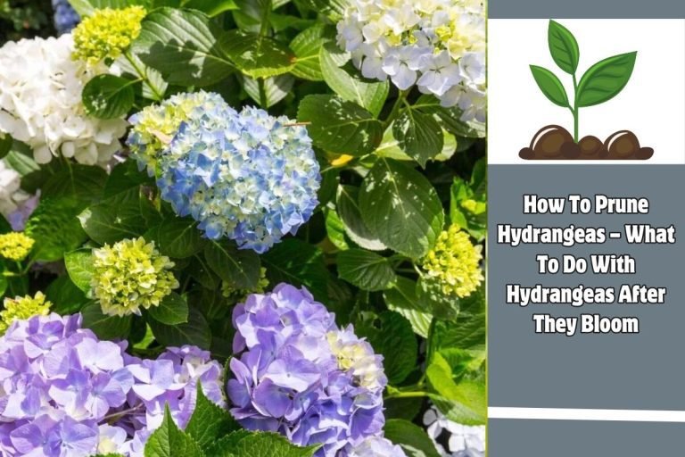 How To Prune Hydrangeas – What To Do With Hydrangeas After They Bloom