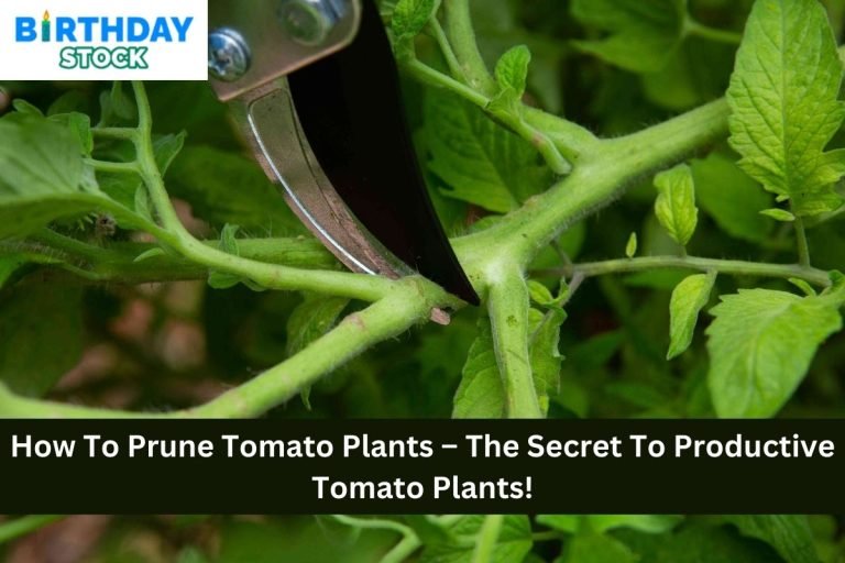 How To Prune Tomato Plants – The Secret To Productive Tomato Plants!