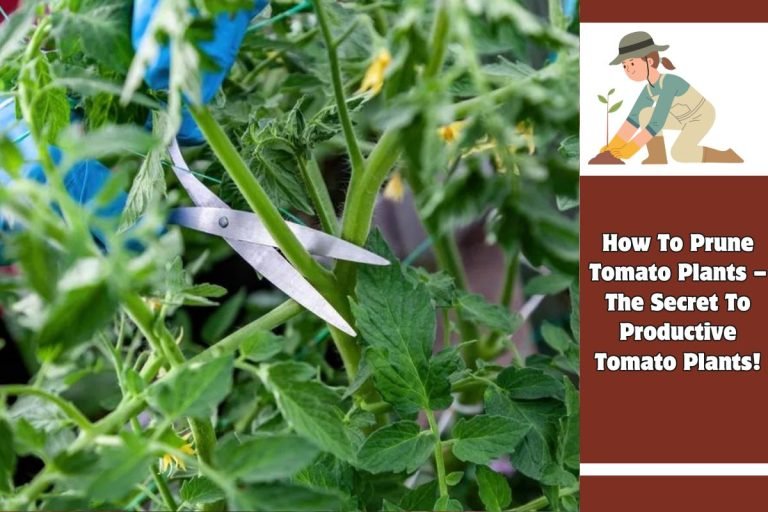 How To Prune Tomato Plants – The Secret To Productive Tomato Plants!