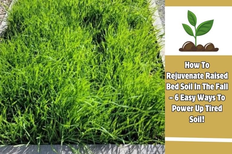 How To Rejuvenate Raised Bed Soil In The Fall – 6 Easy Ways To Power Up Tired Soil!