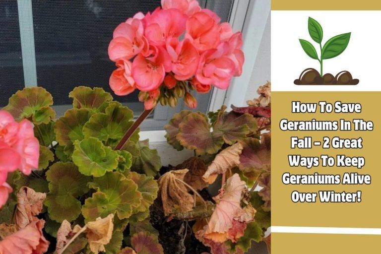How To Save Geraniums In The Fall – 2 Great Ways To Keep Geraniums Alive Over Winter!
