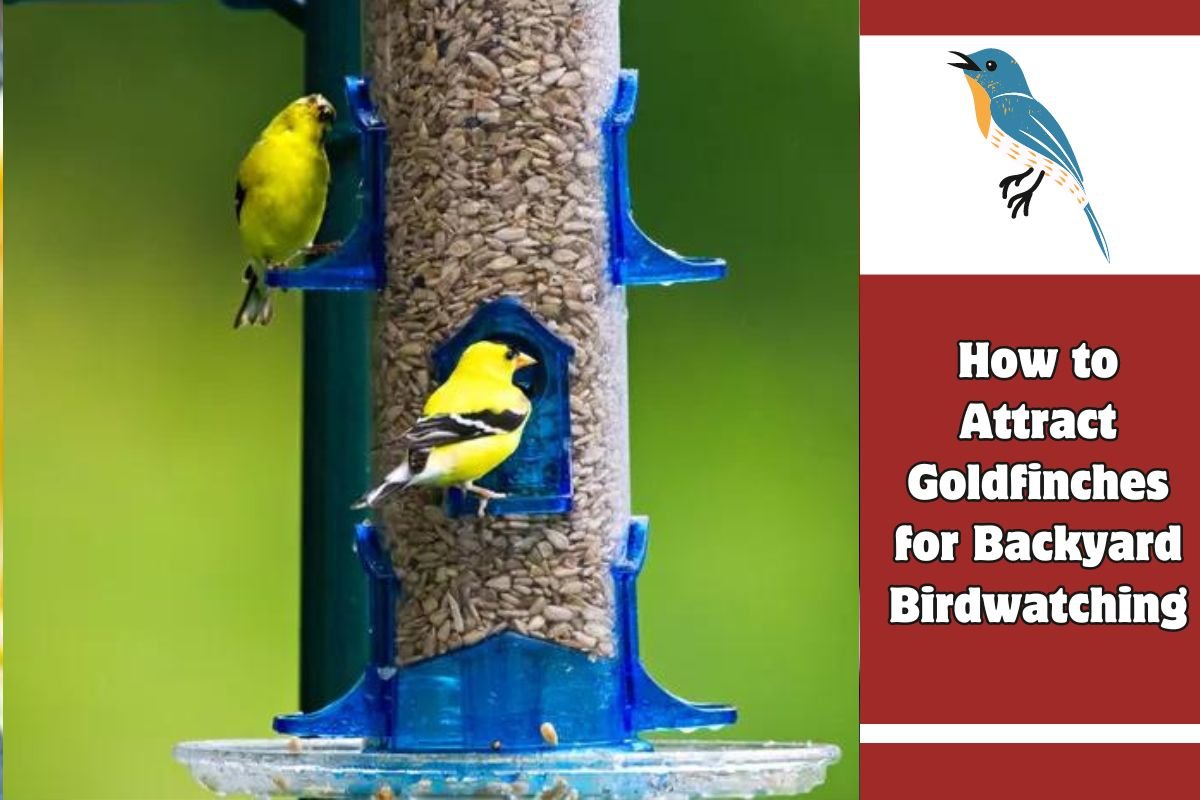 How to Attract Goldfinches for Backyard Birdwatching