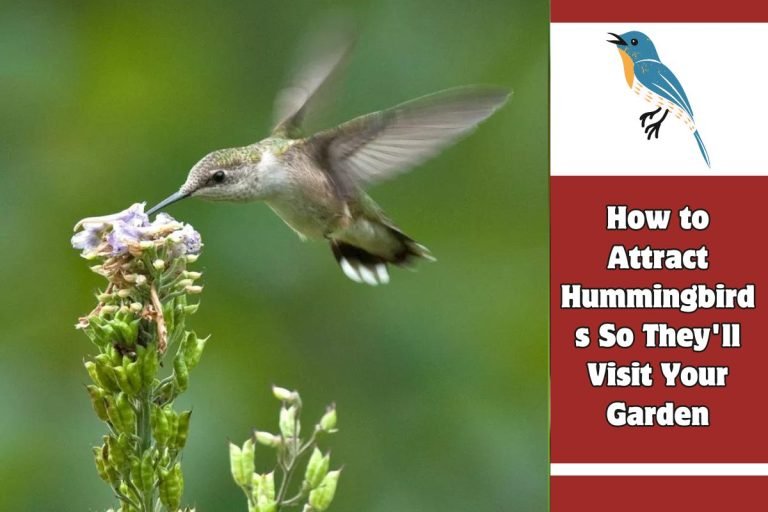How to Attract Hummingbirds So They'll Visit Your Garden