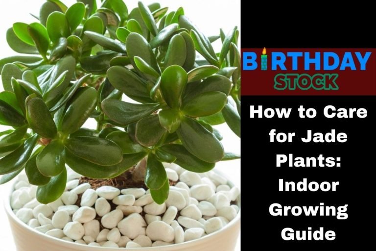 How to Care for Jade Plants Indoor Growing Guide
