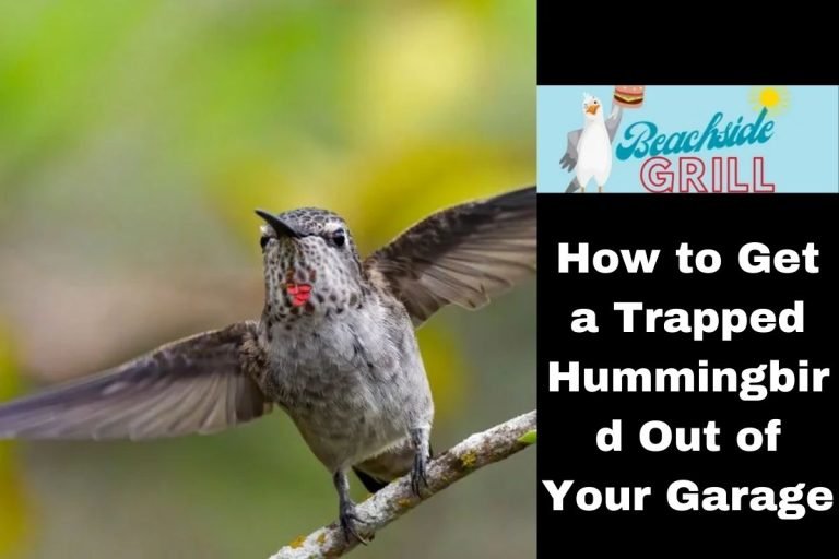 How to Get a Trapped Hummingbird Out of Your Garage