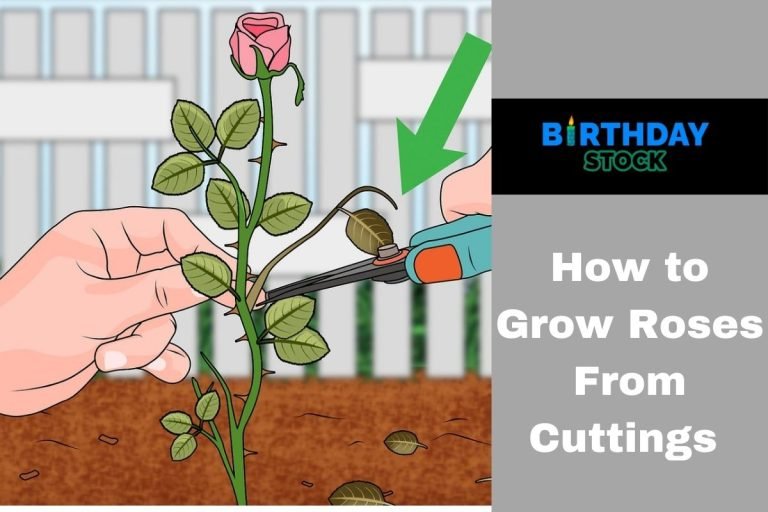 How to Grow Roses From Cuttings