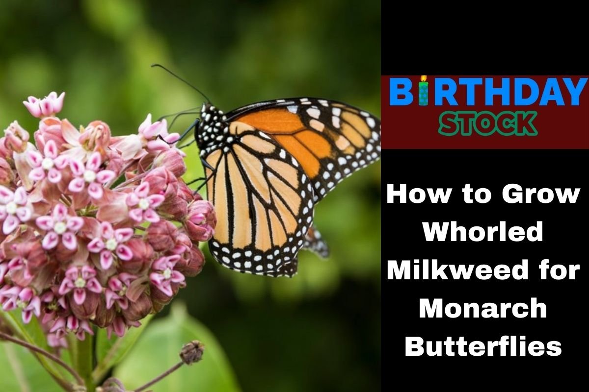 How to Grow Whorled Milkweed for Monarch Butterflies