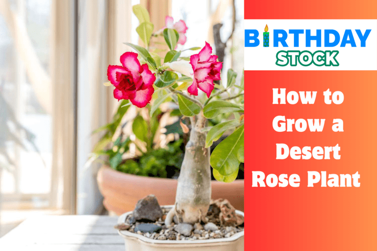 How to Grow a Desert Rose Plant 