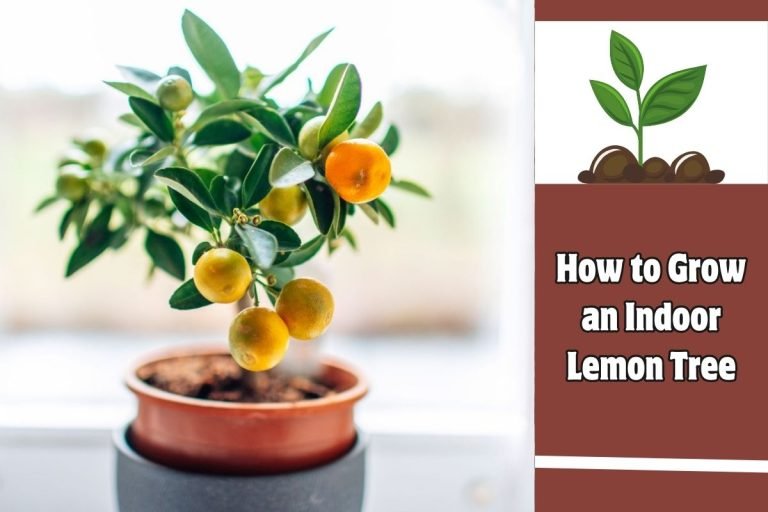 How to Grow an Indoor Lemon Tree