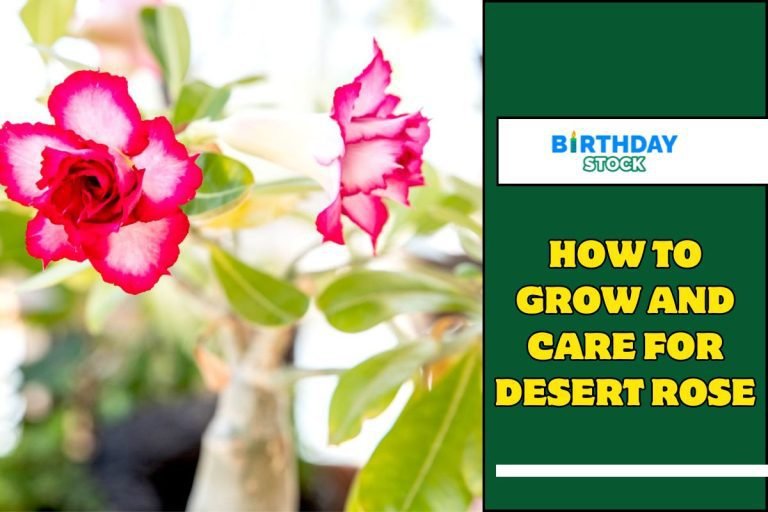 How to Grow and Care for Desert Rose