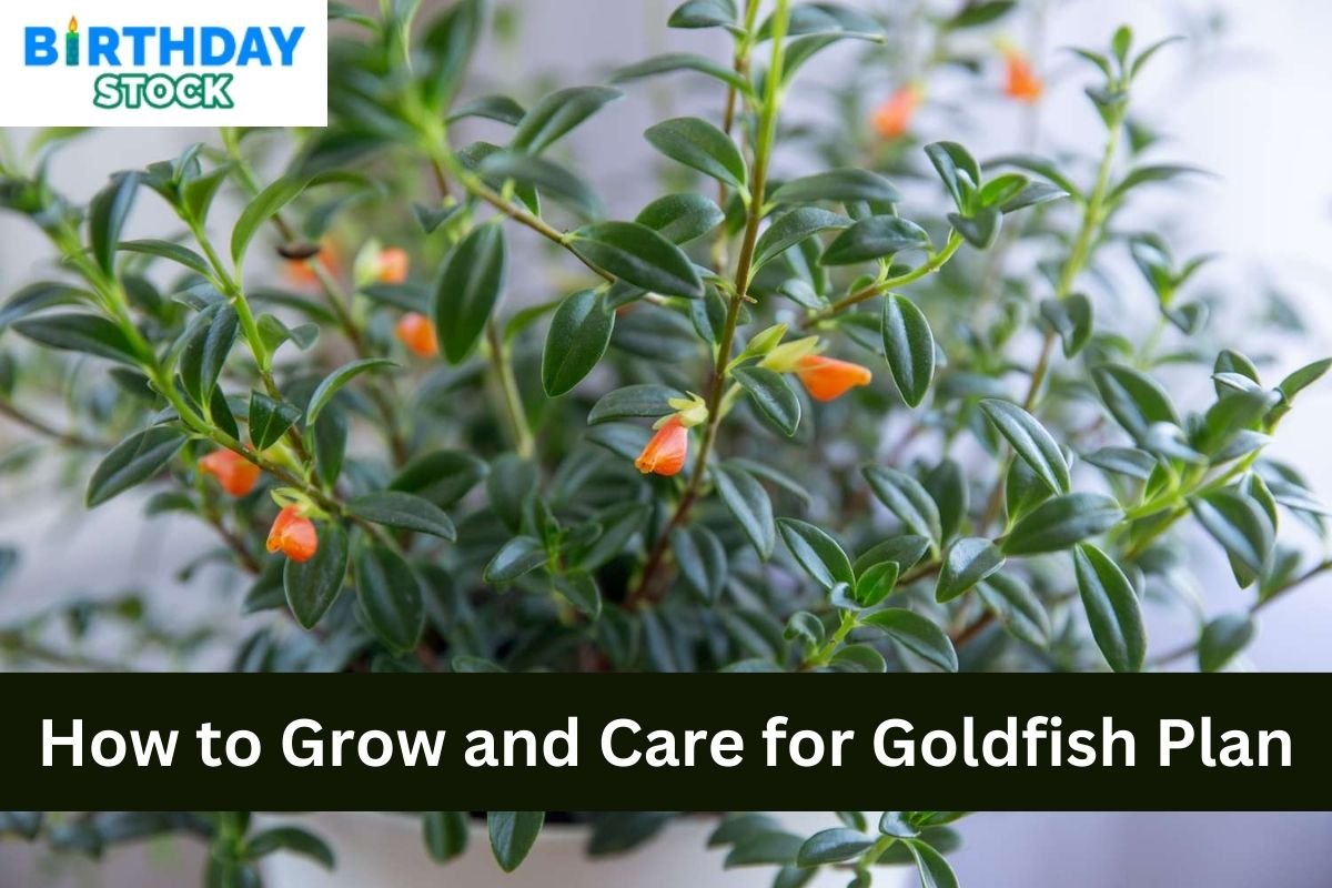 How to Grow and Care for Goldfish Plan
