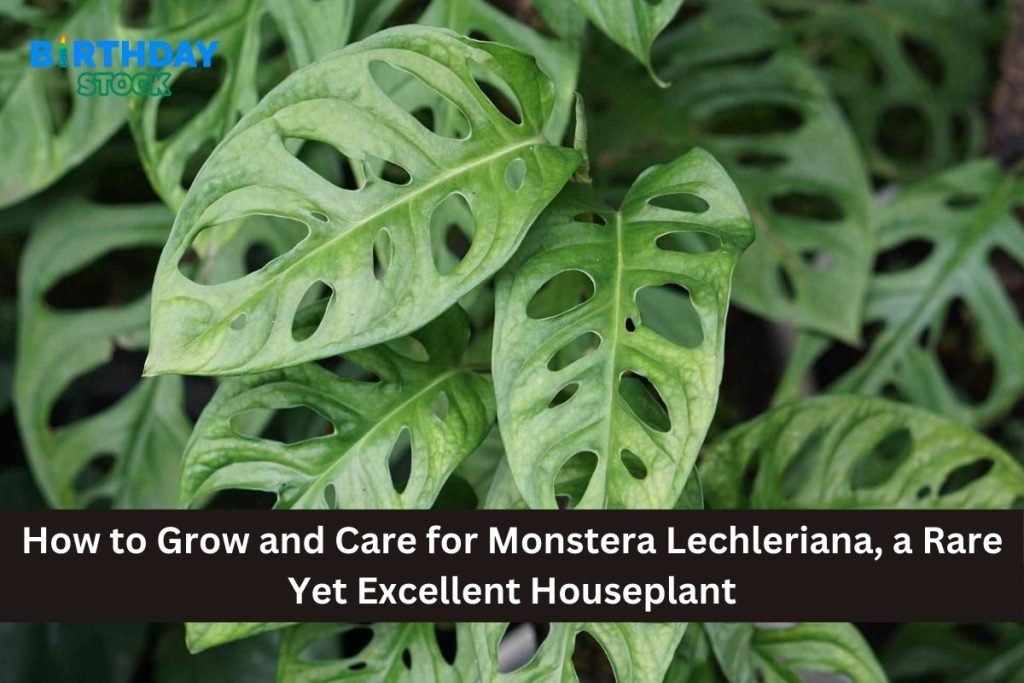 How To Grow And Care For Monstera Lechleriana, A Rare Yet Excellent ...