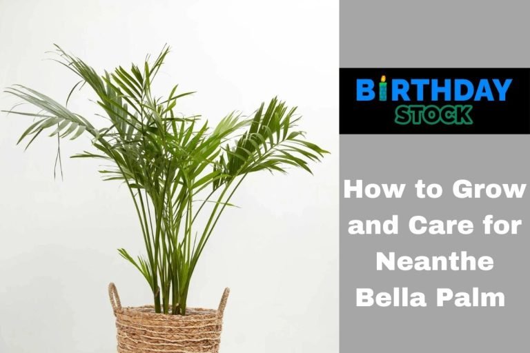 How to Grow and Care for Neanthe Bella Palm