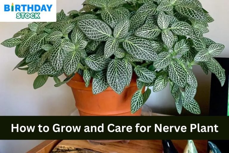 How to Grow and Care for Nerve Plant