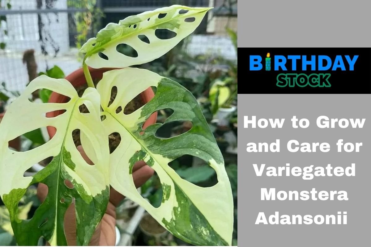 How to Grow and Care for Variegated Monstera Adansonii