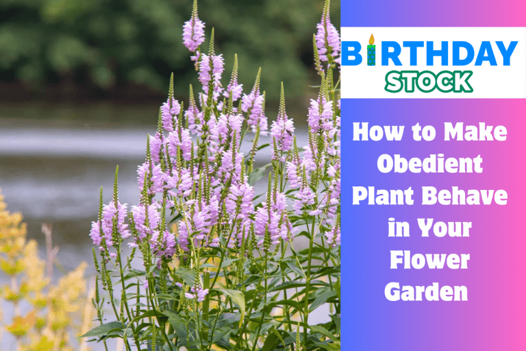 How to Make Obedient Plant Behave in Your Flower Garden 